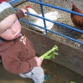 Tilden's Little Farm