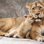 mamalion