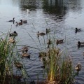 photo (12)