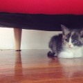 Foster Kitten from Oakland shelter