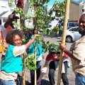 Urban Releaf and other volunteer opportunities for kids in the Bay Area