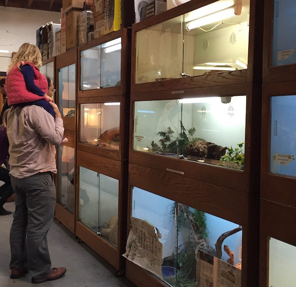 What to Do With Kids on Berkeley's Fourth Street 5 Adam and Aviva check out the Vivarium and other places to see animals up close