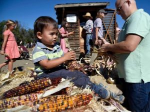 Ardenwood corn harvest