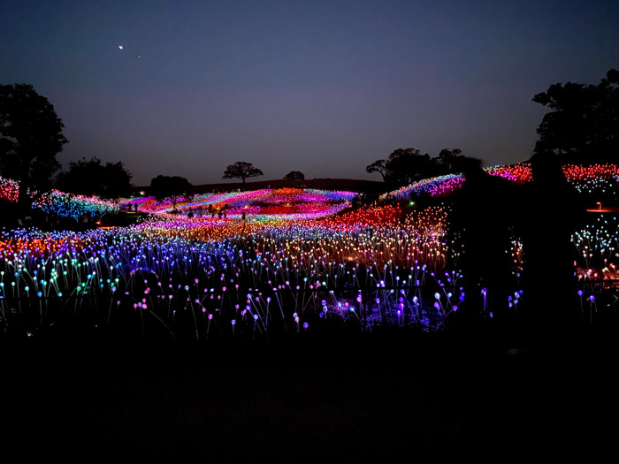 Sensorio Field of Light in Paso Robles