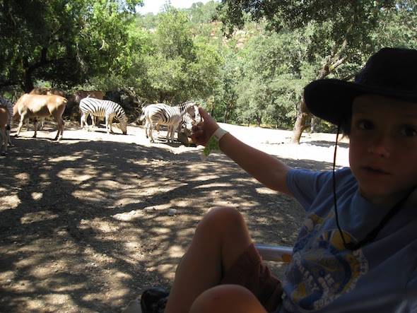 safari west santa rosa press democrat safari west santa rosa press democrat