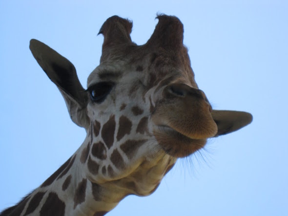 Giraffe up close and personal at Safari West
