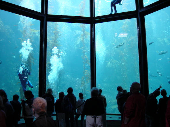 Monterey Bay Aquarium and other great day trips from the Bay Area