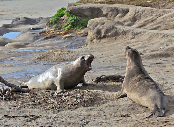 Elephant Seals at Ano Nuevo State Park and other Bay Area day trips