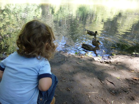 ducks pond child