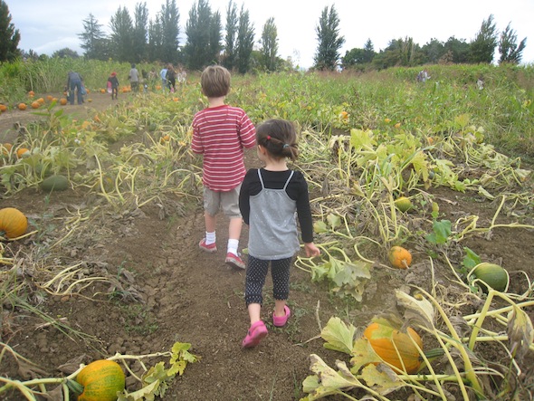 Smith Valley Farm and other pumpkin patches for Bay Area kids