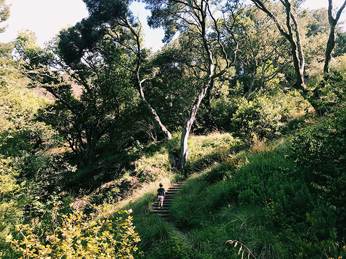 Tilden Regional Park Botanic Garden