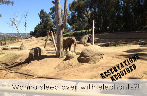 You can sleep at the Oakland Zoo