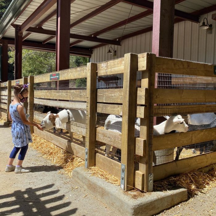 Lemos Farm goats