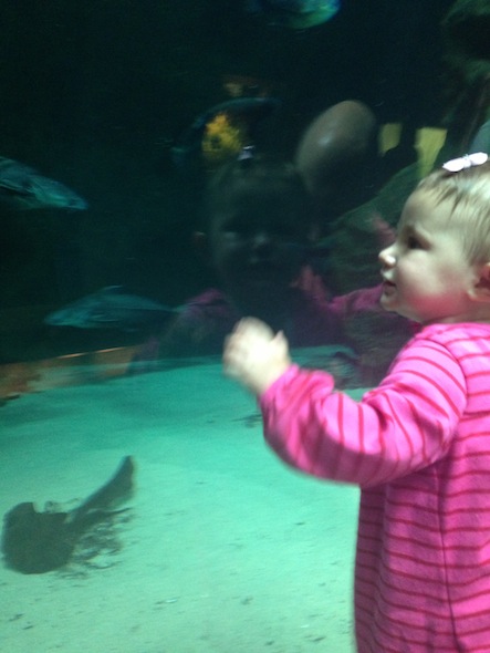 Cal Academy for toddlers