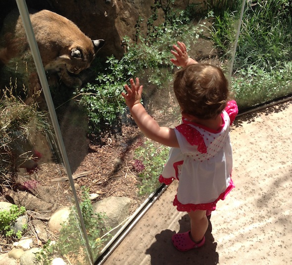 Palo Alto Jr Museum and Zoo