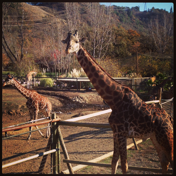 safari-west-giraffes