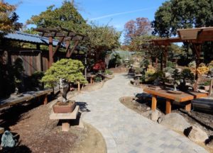 Bonsai Garden at Lake Merritt