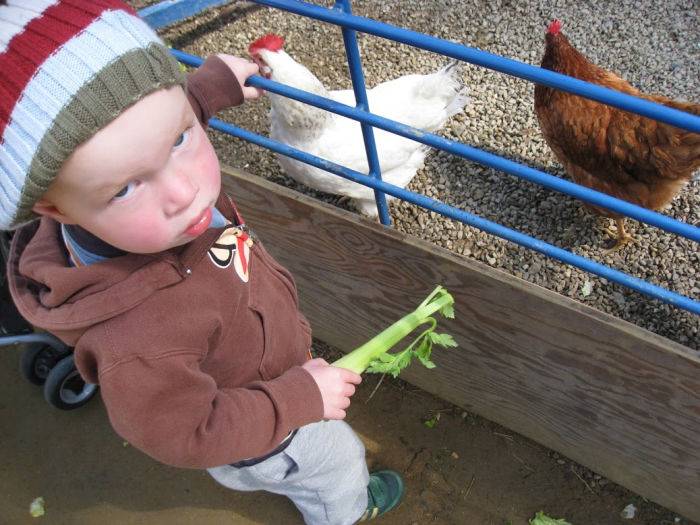 Celery toddler and chicken