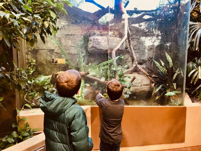 San Franciso Zoo Boa