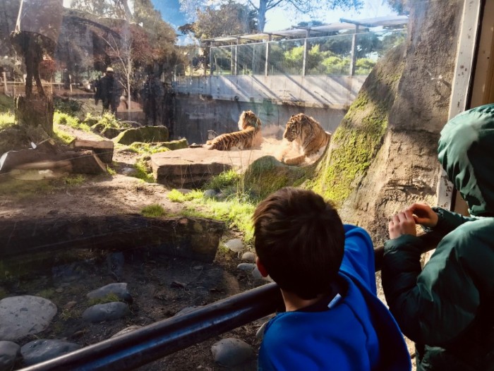The San Francisco Zoo is Open by Appointment 2 San Francisco Zoo Tigers