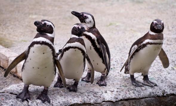 Penguins at the SF Zoo
