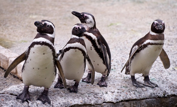 The San Francisco Zoo is Open by Appointment 1 Penguins at the SF Zoo