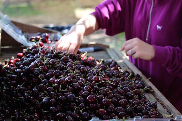 Cherry harvest in Brentwood