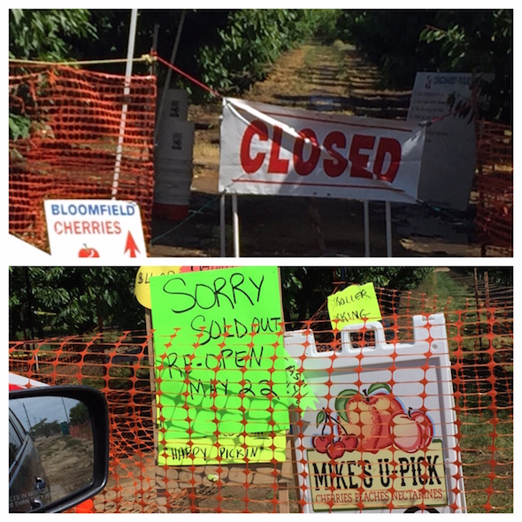 Cherry harvest in Brentwood: when all the stands are CLOSED