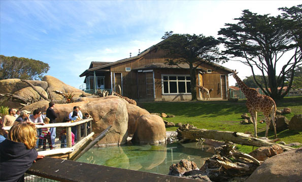 San Francisco Zoo: African Savanna