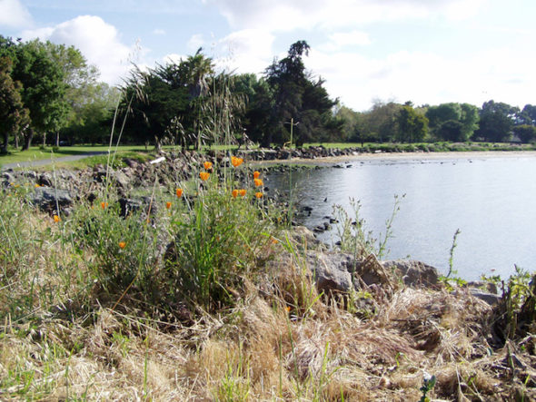 Crab Cove Alameda