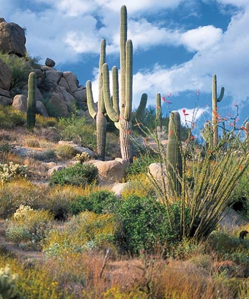 Family trip to Scottsdale, Arizona
