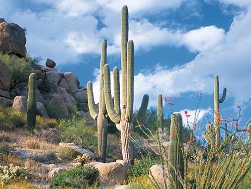 Cactus Garden in Four Seasons in Scottsdale
