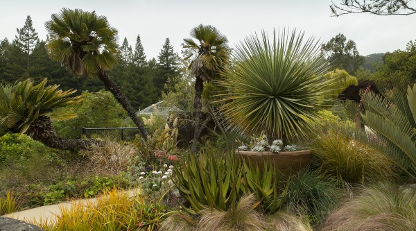 UC Botanical Garden at Berkeley