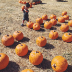 Pumpkin Patch