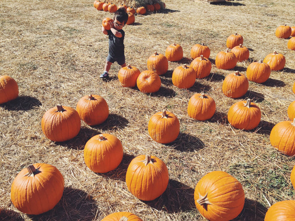 Pumpkin Patch
