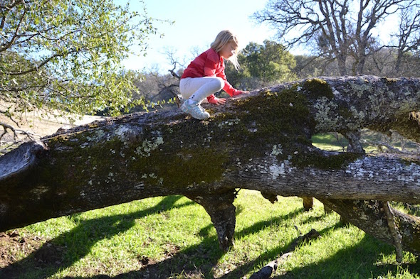 Morgan Territory climb a tree