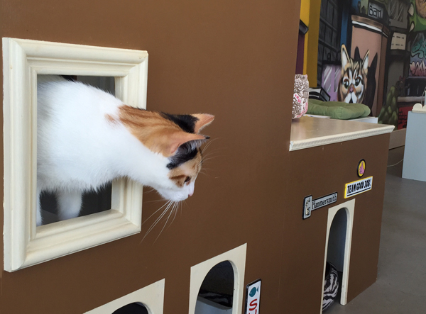 Cat Town Cafe in Oakland