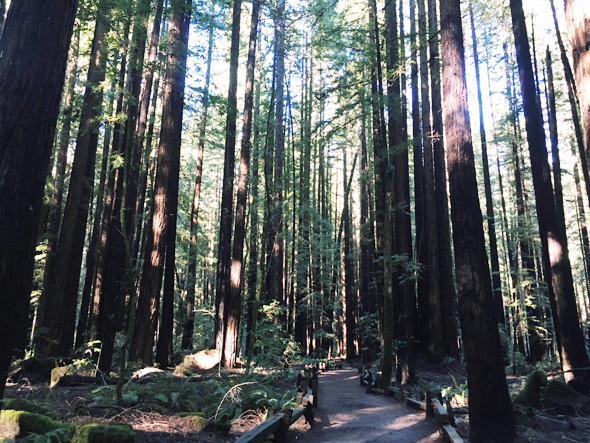 guerneville for families: redwoods