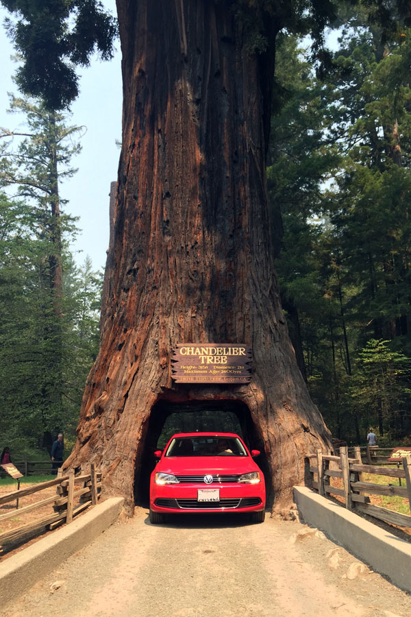 Drive Through Tree - Road Trip to Oregon's Coast
