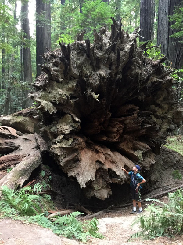 Founder's Grove hike in the Redwoods - Avenue of the Giants with kids