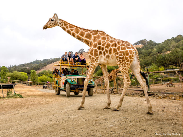 Safari west giraffe and tour