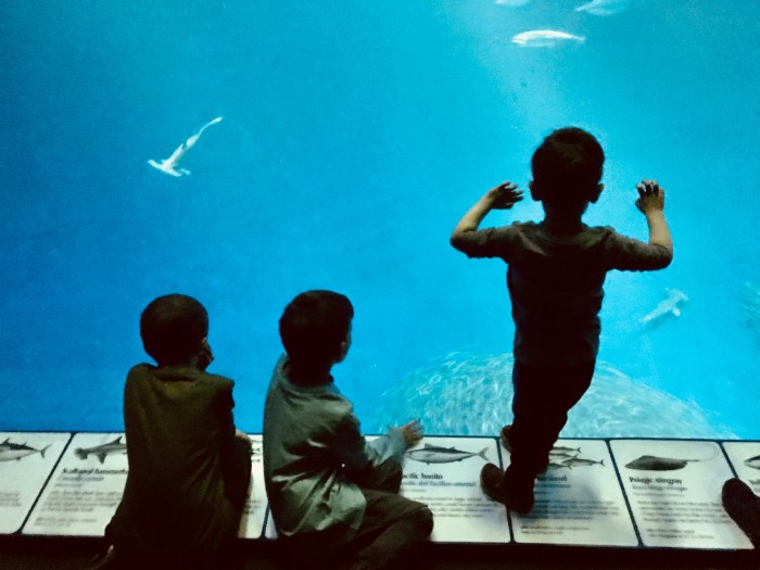 15 Places in the Bay Area Where Kids Can See Animals 12 Monterey Bay Aquarium Hammerheads