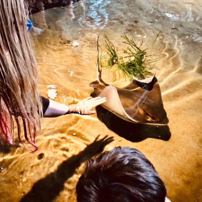 Monterey Bay Aquarium Bat Ray