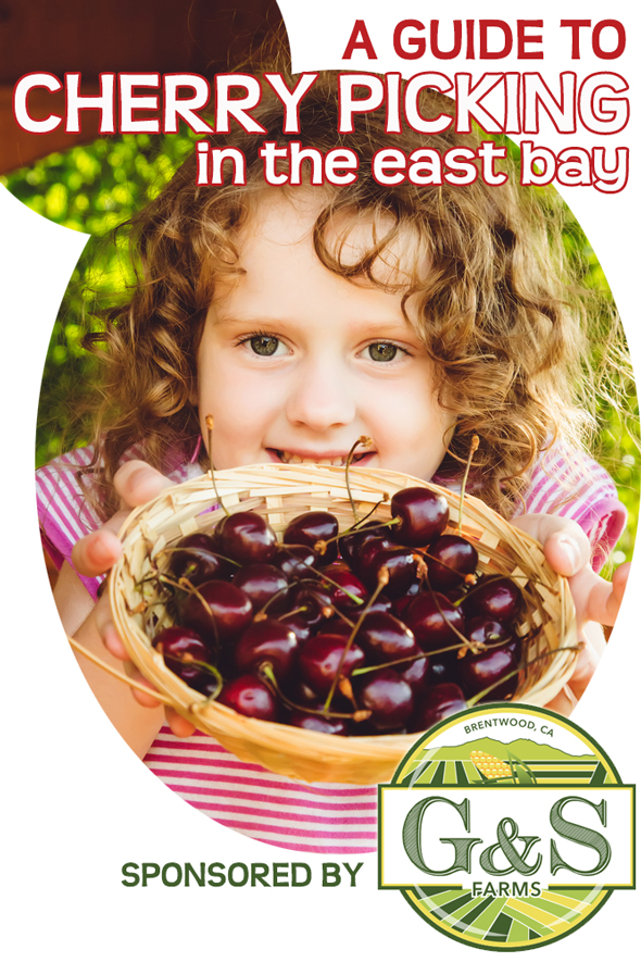 Cherry Picking in the East Bay