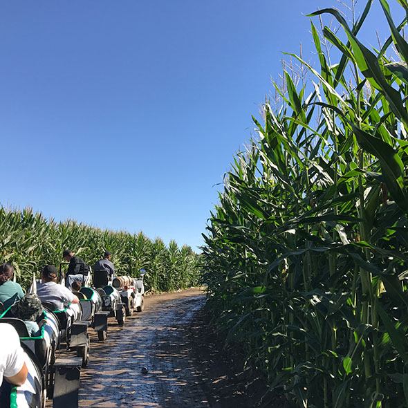 g&m farms Hop on the cow train through the corn fields.