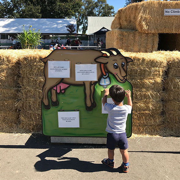 learn about farm animals at g+m pumpkin patch