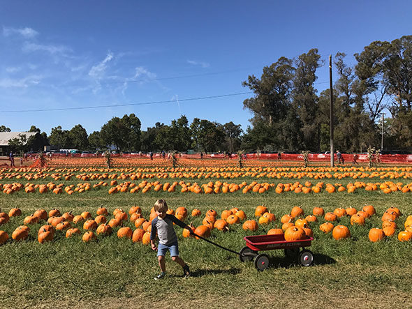 g+m g&m farms