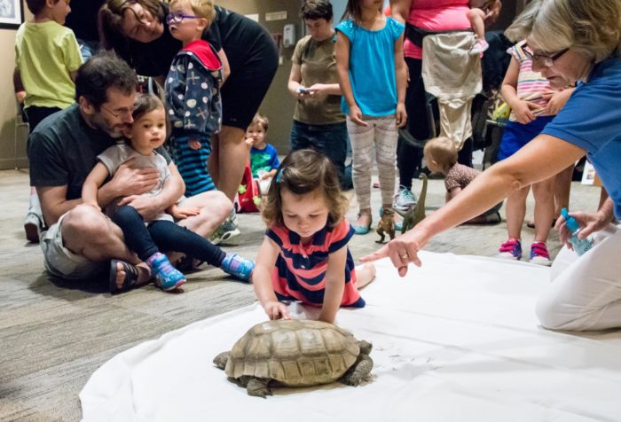 15 Places in the Bay Area Where Kids Can See Animals 7 girl petting turtle