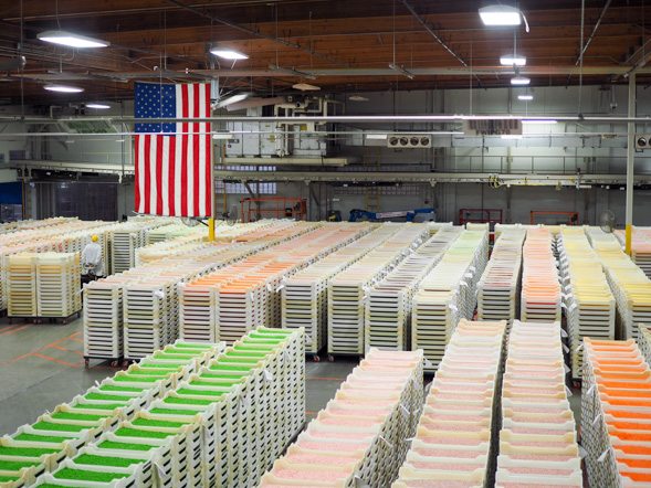 Tour the Jelly Belly factory in Fairfield 10 About a gajillion jellybeans at Jelly Belly's factory floor