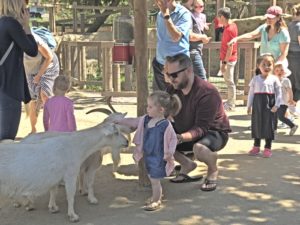 petting zoo goat